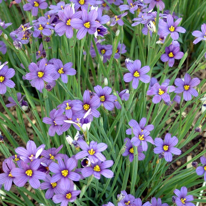 Lucerne Blue-Eyed Grass - Image 2