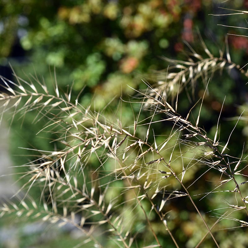 Bottlebrush Grass - Image 2