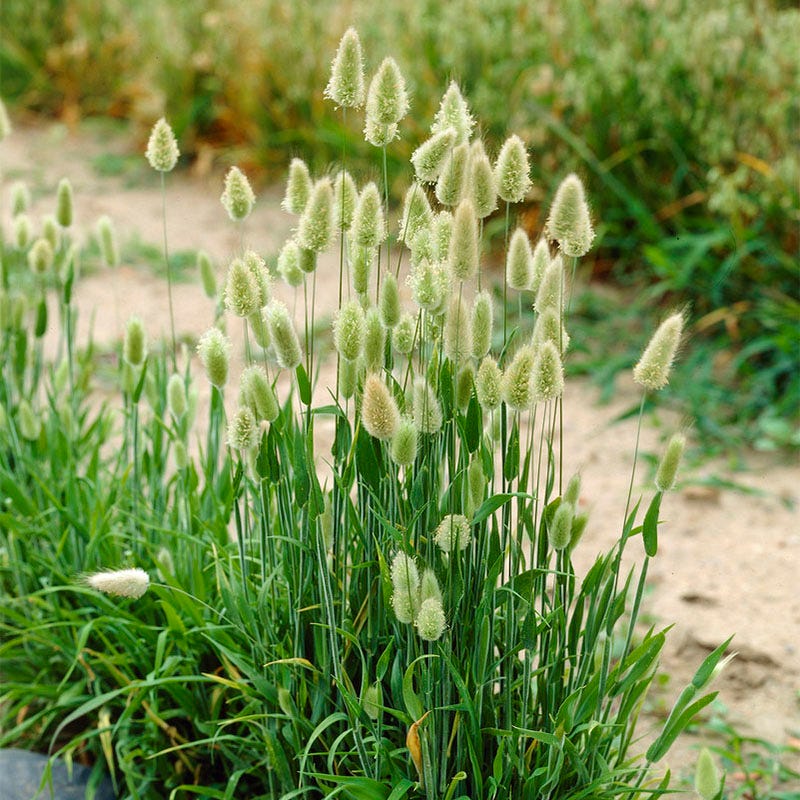 Bunny Tail Grass - Image 2