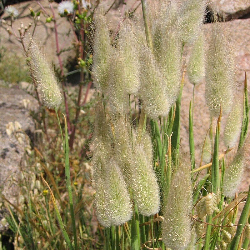 Bunny Tail Grass - Image 3