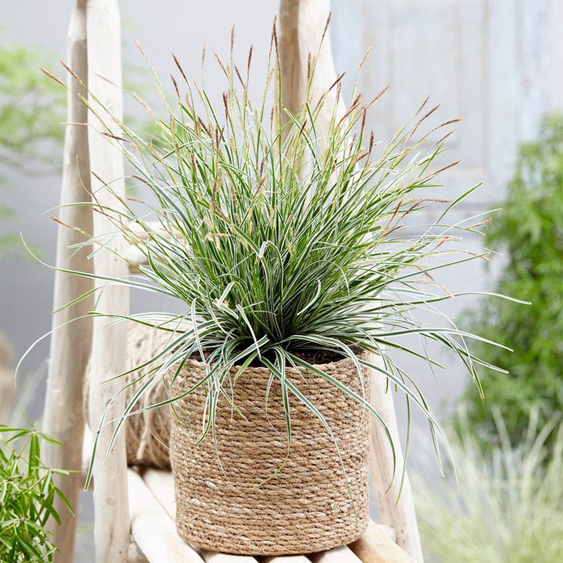 EverColor® Everest Sedge - Image 3
