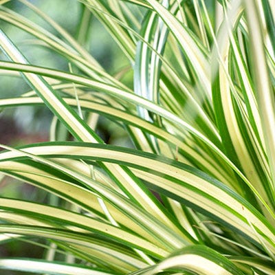 Evergold Sedge - Image 3