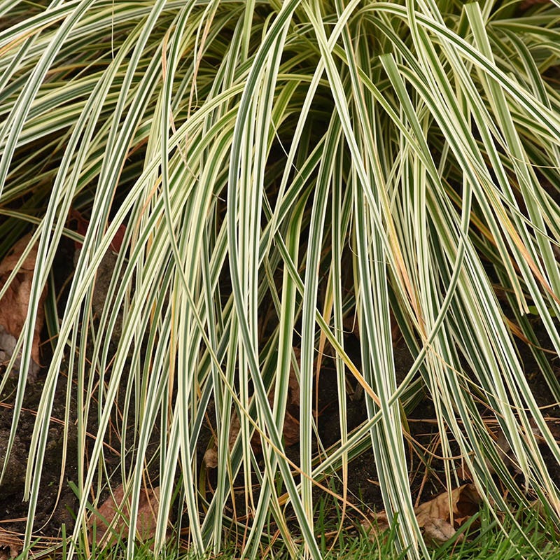 Feather Falls™ Sedge - Image 2