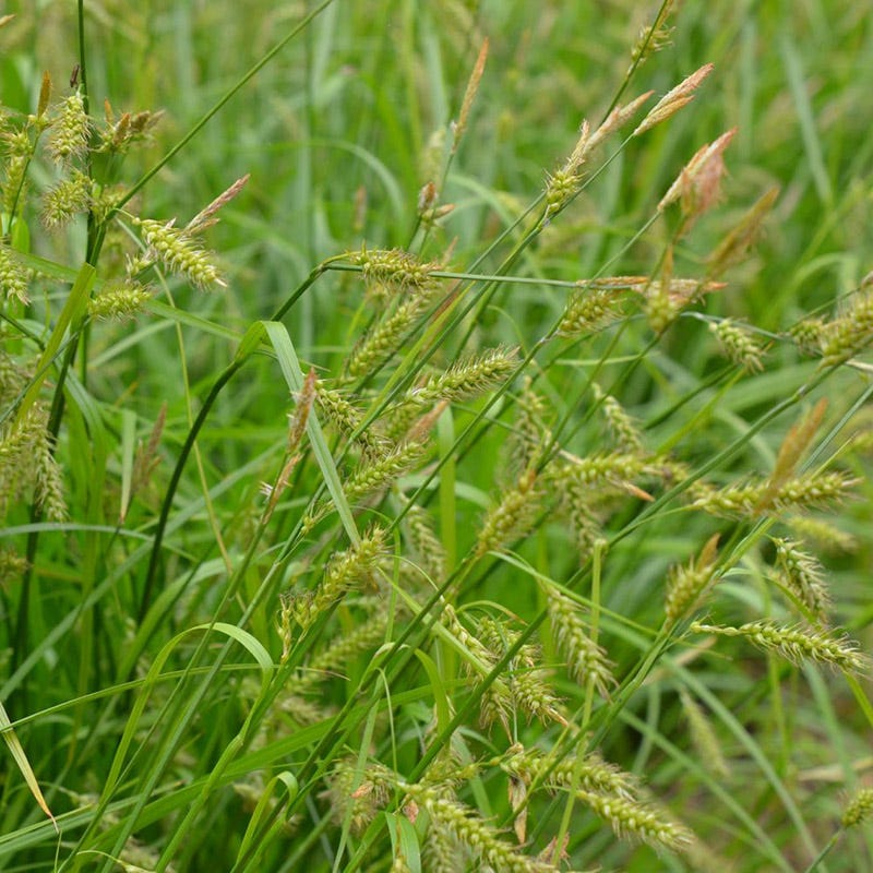 Woodland Edge Native Plant Collection - Image 5
