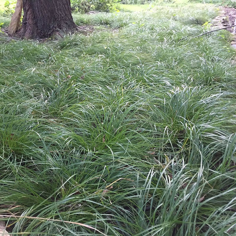 Long Beaked Sedge - Image 2