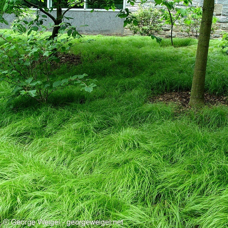 Pennsylvania Sedge - Image 2