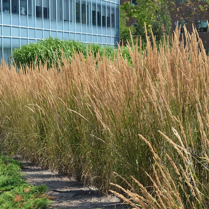 Karl Foerster Feather Reed Grass - Image 3