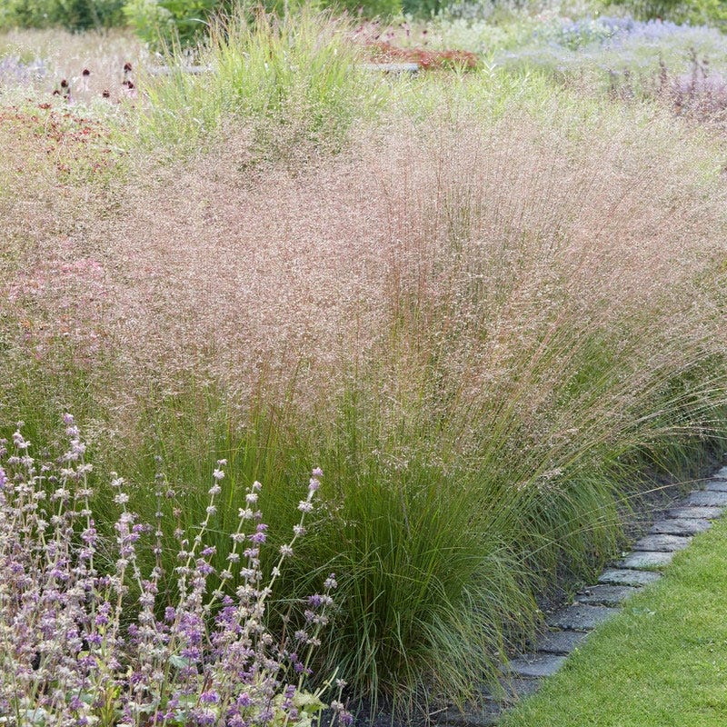 Korean Feather Reed Grass - Image 2