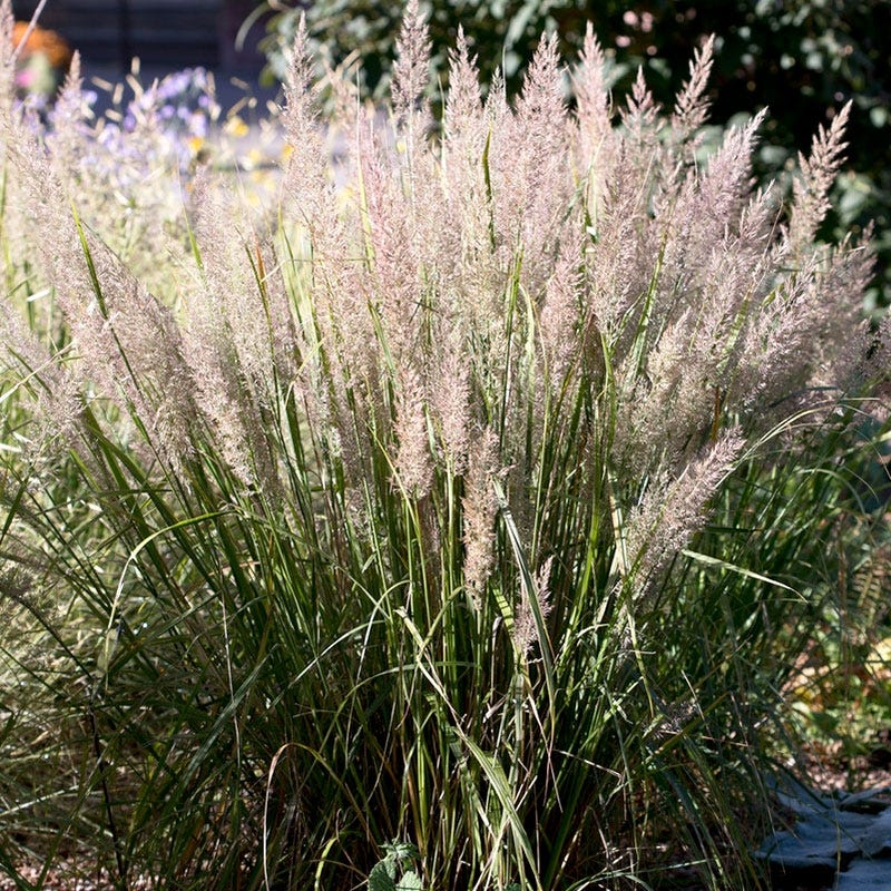 Korean Feather Reed Grass - Image 4