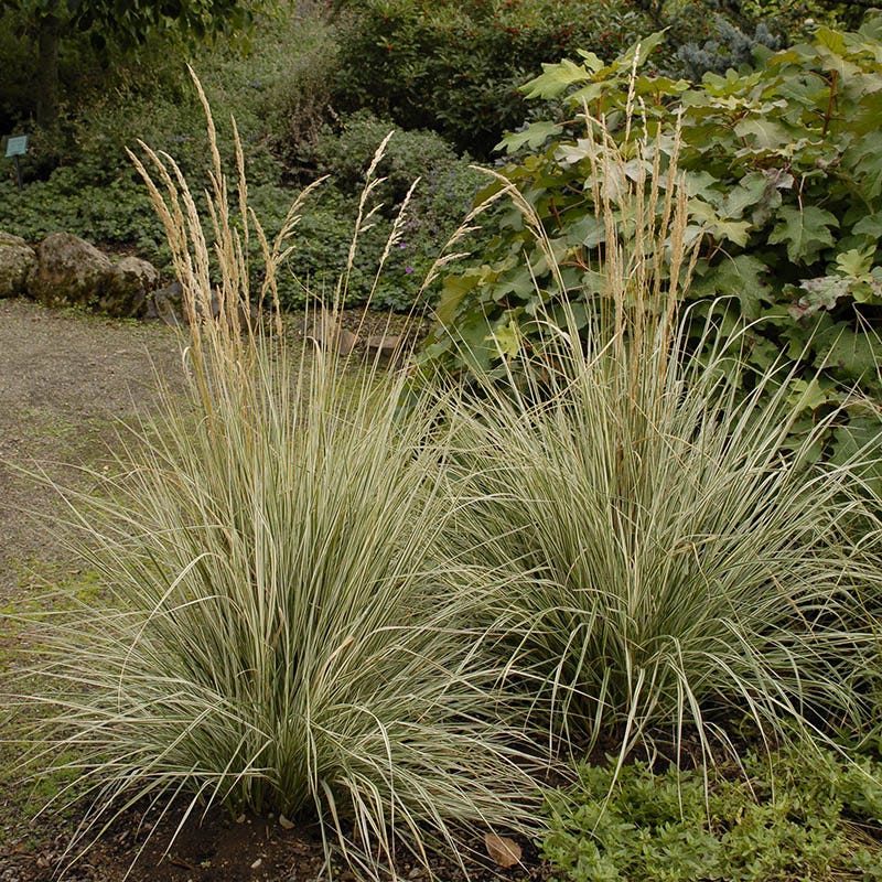 Overdam Feather Reed Grass - Image 2