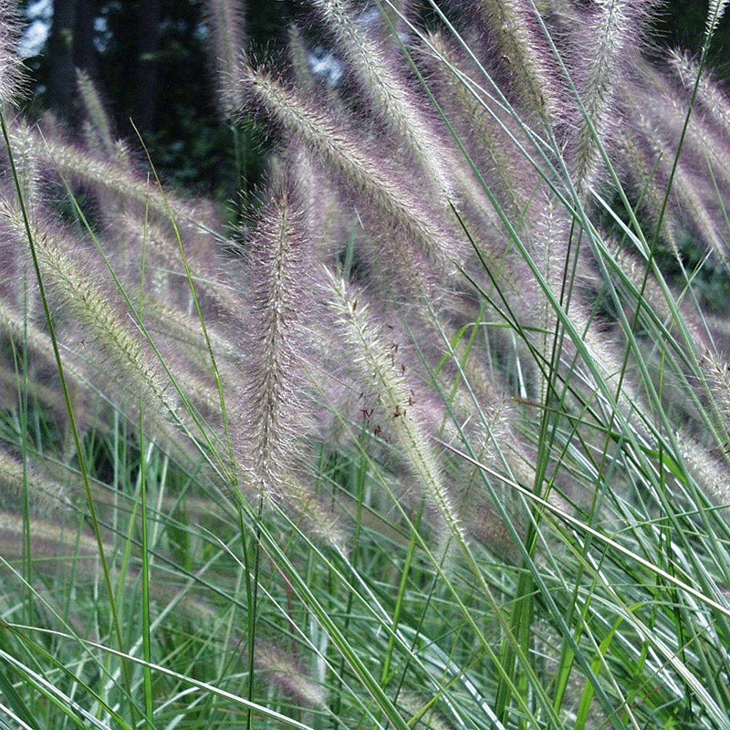 Foxtrot Fountain Grass - Image 2