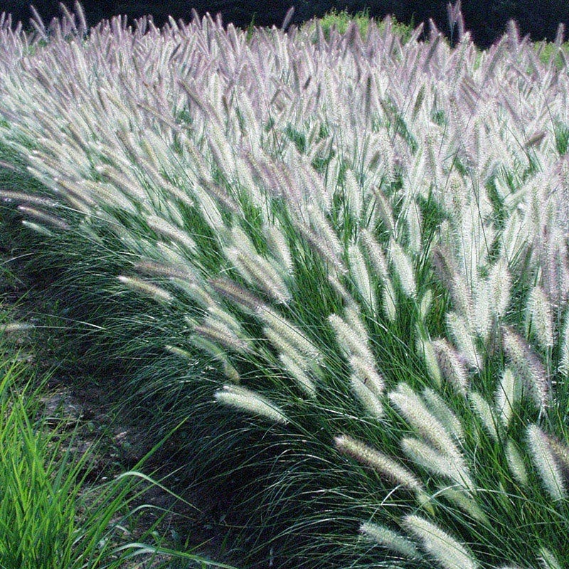 Foxtrot Fountain Grass - Image 3