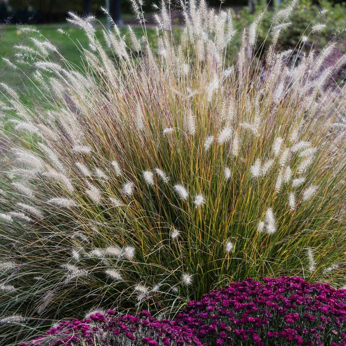Hameln Fountain Grass - Image 2