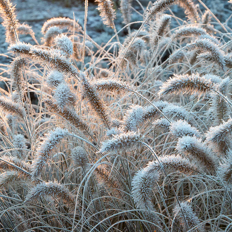 Little Bunny Mini Fountain Grass - Image 3