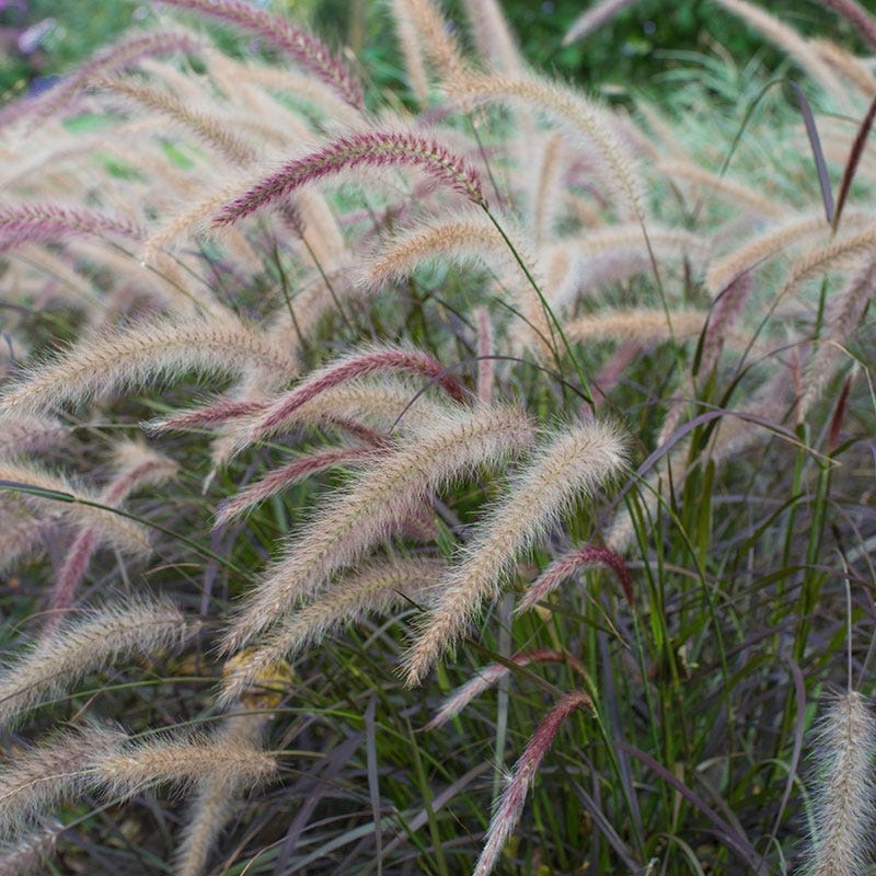 Purple Fountain Grass - Image 4