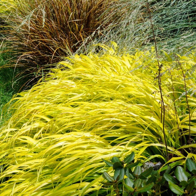 All Gold Japanese Forest Grass - Image 3