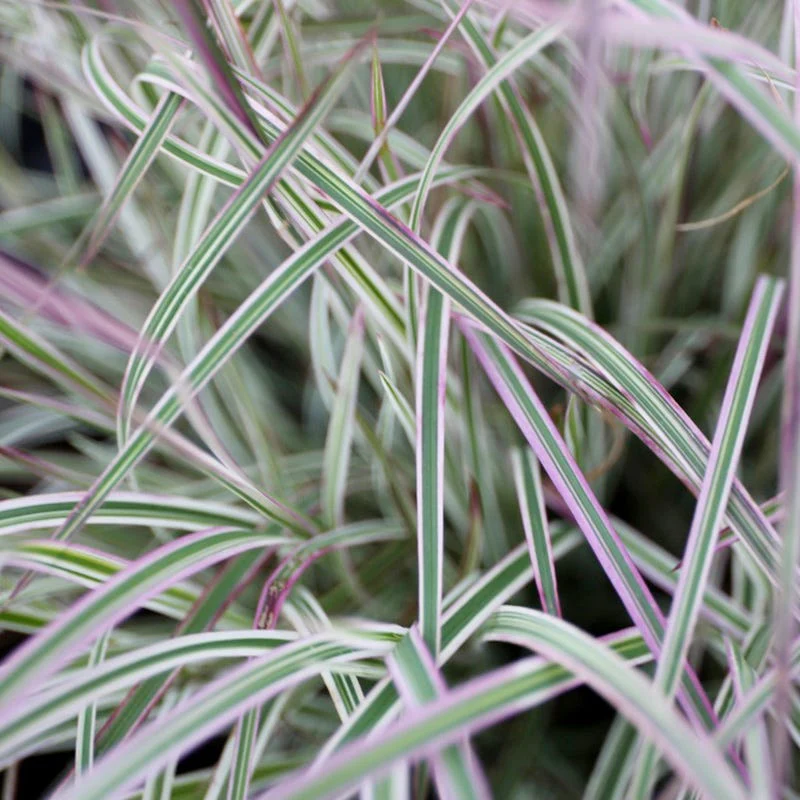 Chameleon Little Bluestem Grass - Image 2