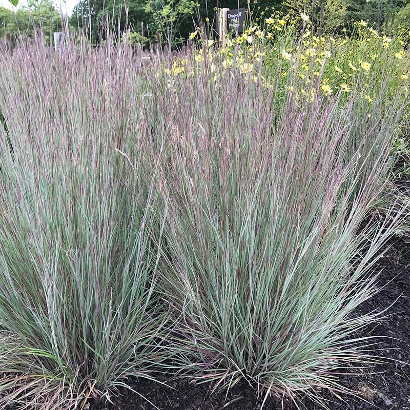 Jazz Little Bluestem Grass - Image 2