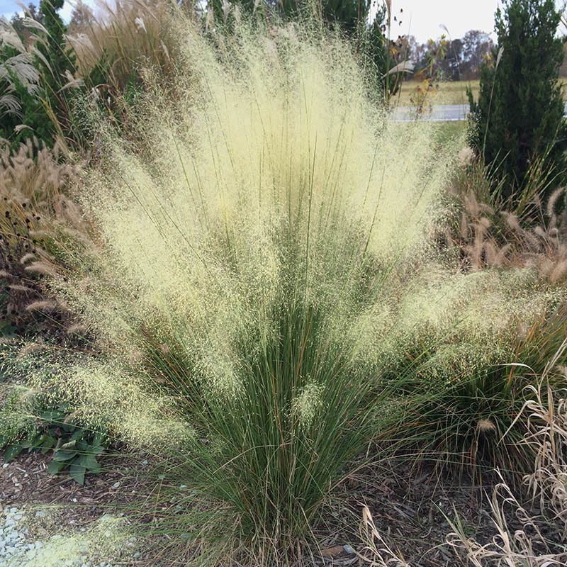 White Cloud Muhly Grass - Image 3