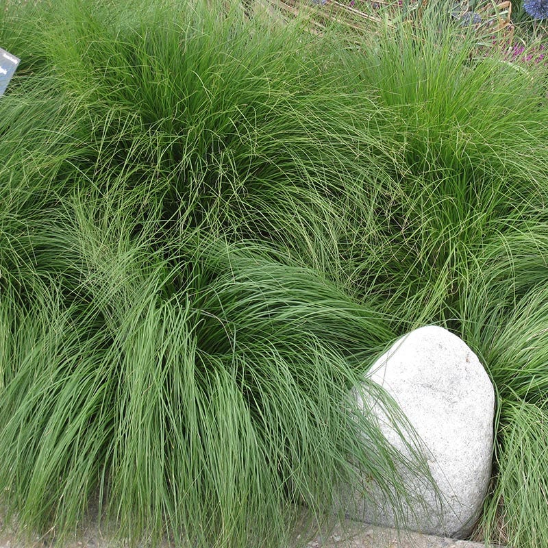 Prairie Dropseed Grass - Image 2