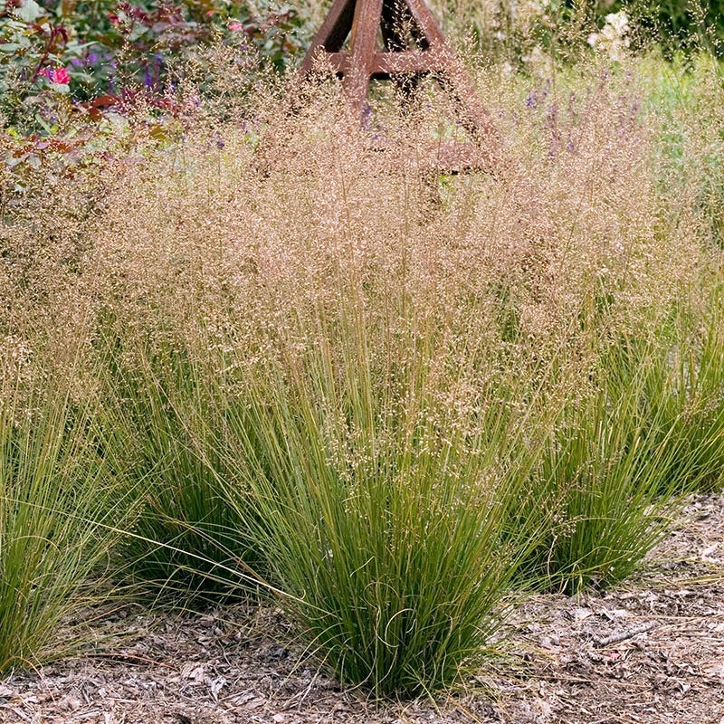 Prairie Dropseed Grass - Image 3