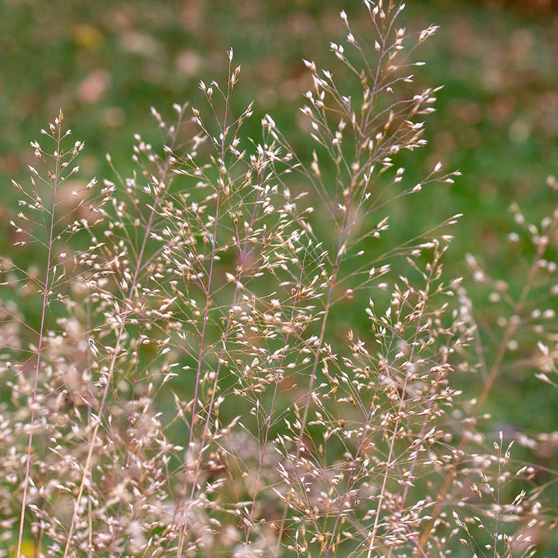 Tufted Hair Grass - Image 2
