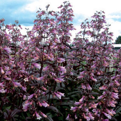Penstemon Dark Towers - Image 2