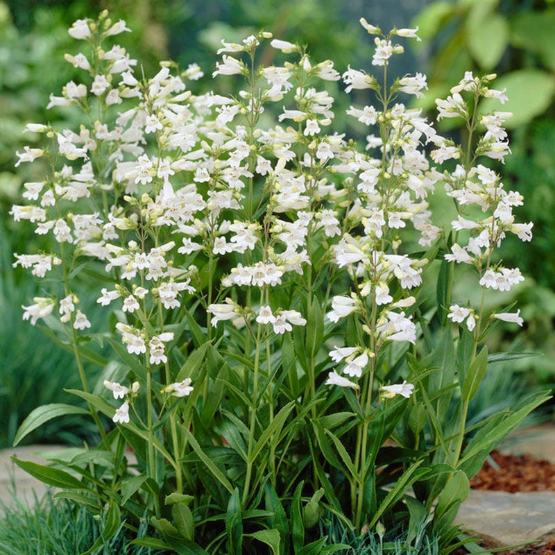 Penstemon digitalis - Image 2