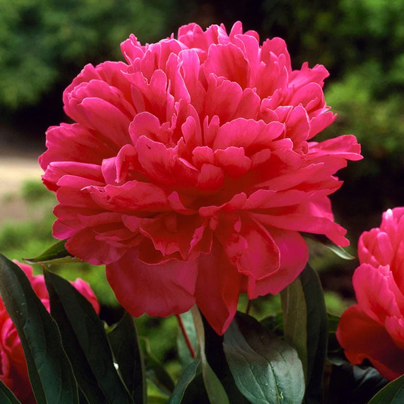 Felix Crousse Peony - Image 2