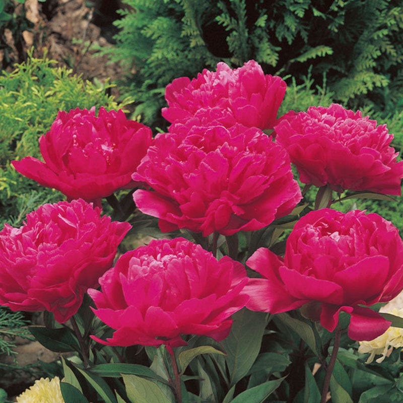 Felix Crousse Peony - Image 3