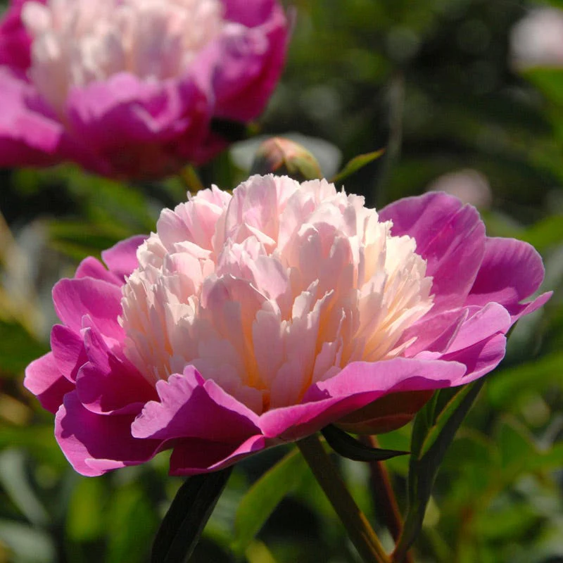 Gay Paree Peony - Image 3
