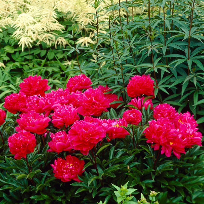 Karl Rosenfield Peony - Image 2