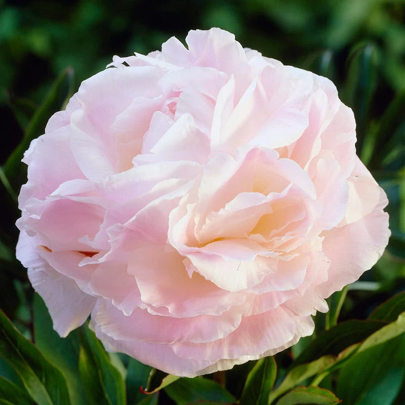 Shirley Temple Peony - Image 2
