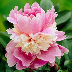 Sorbet Peony - Image 2