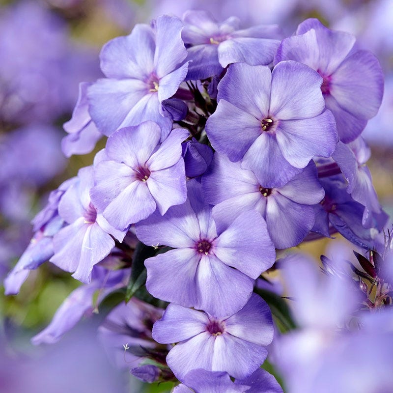 Blue Paradise Phlox - Image 3