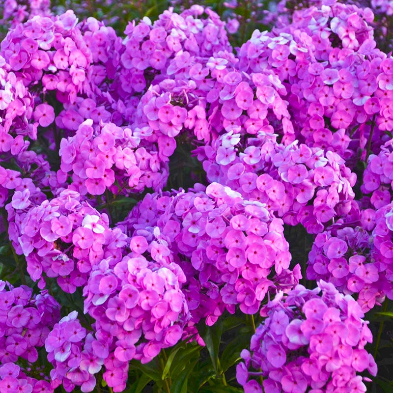Fashionably Early Flamingo Phlox - Image 2