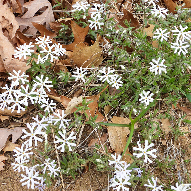 Sand Phlox - Image 2