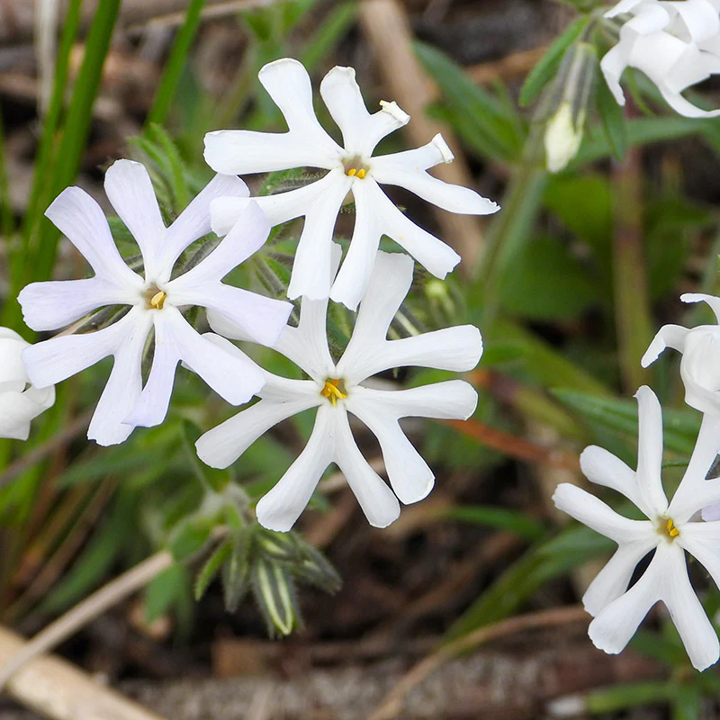 Sand Phlox - Image 3