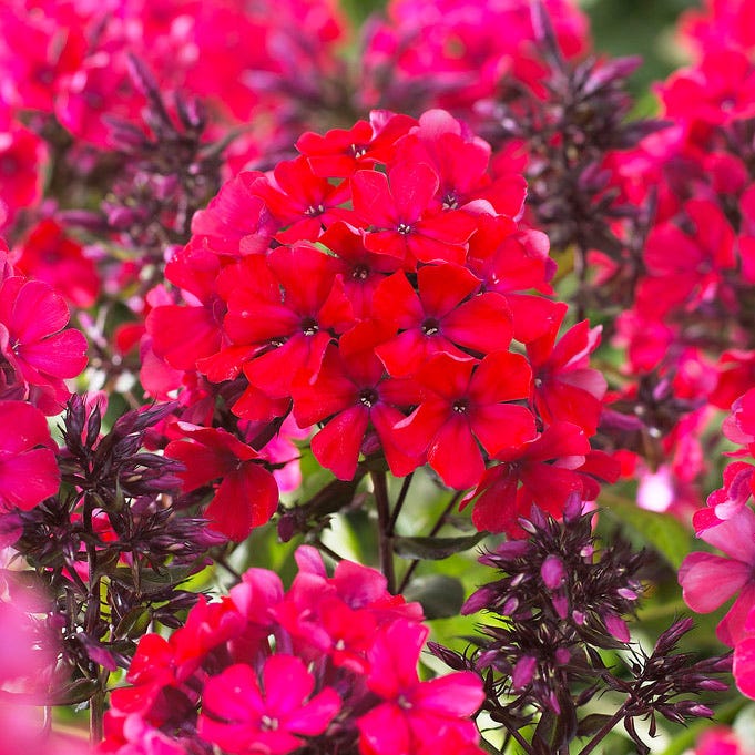 Starfire Phlox - Image 2