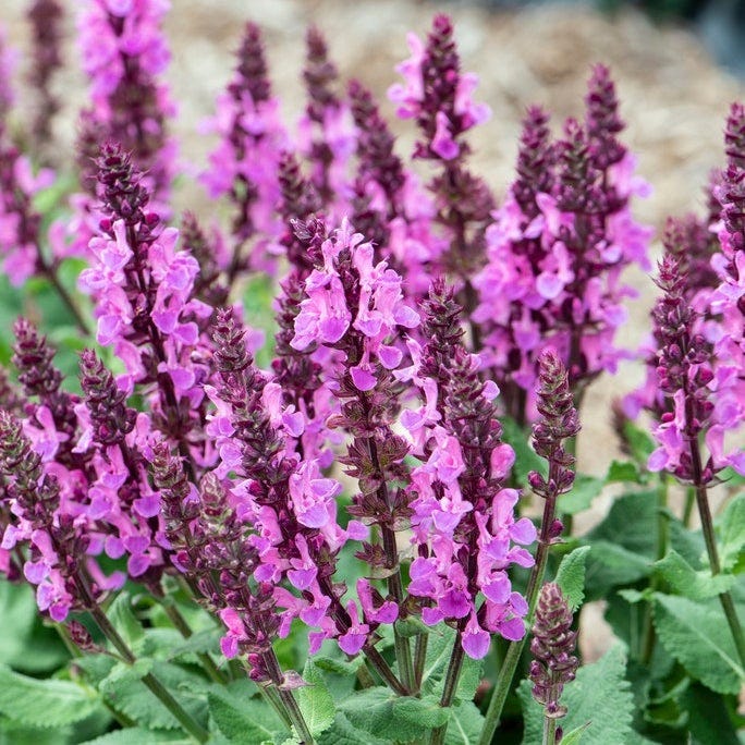 Pink Lemonade Low Grow Plant Collection - Image 5