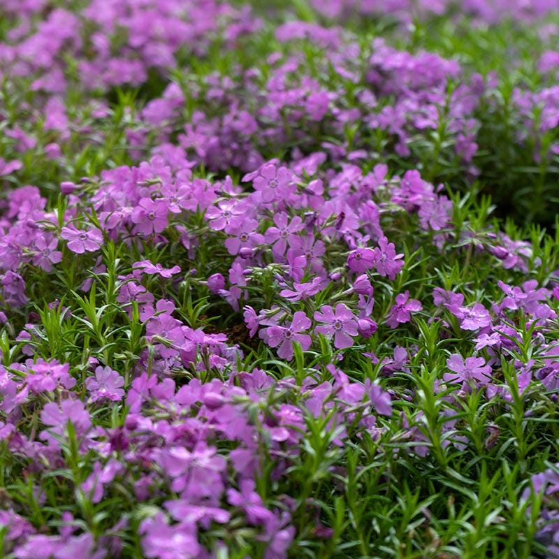 Pollinator Friendly Groundcover Collection - Image 2