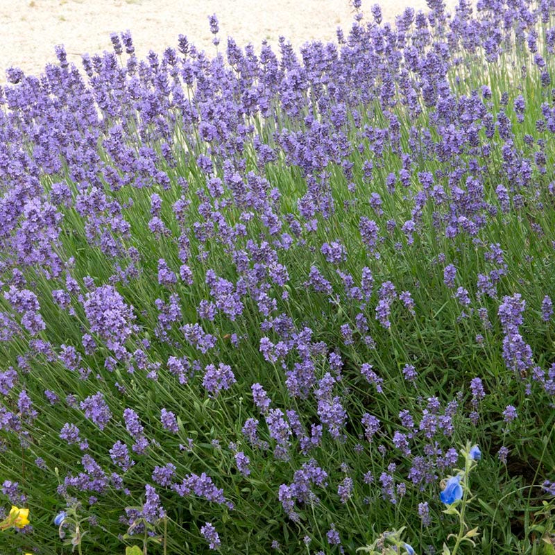 Pollinator Friendly Groundcover Collection - Image 5