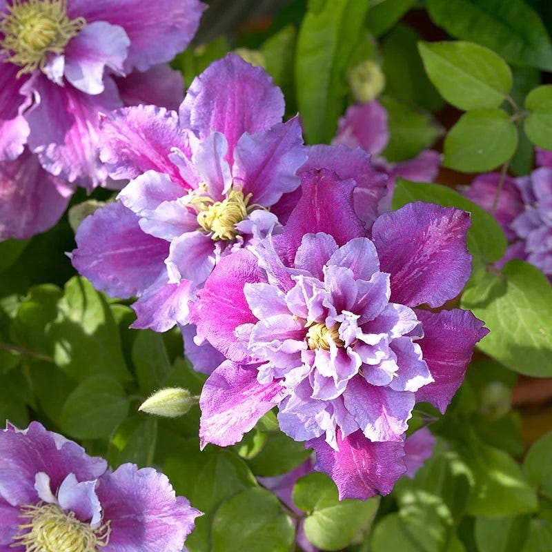 Pollinator Power Plant Collection - Image 2