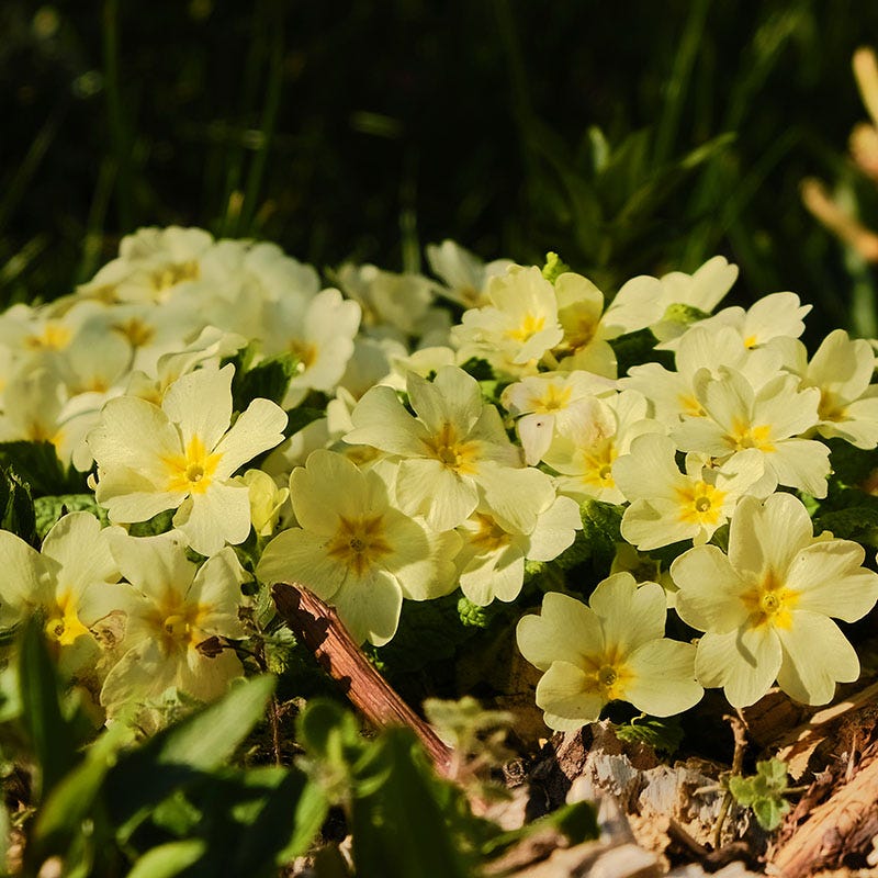 SuperNova Cream Primrose - Image 2