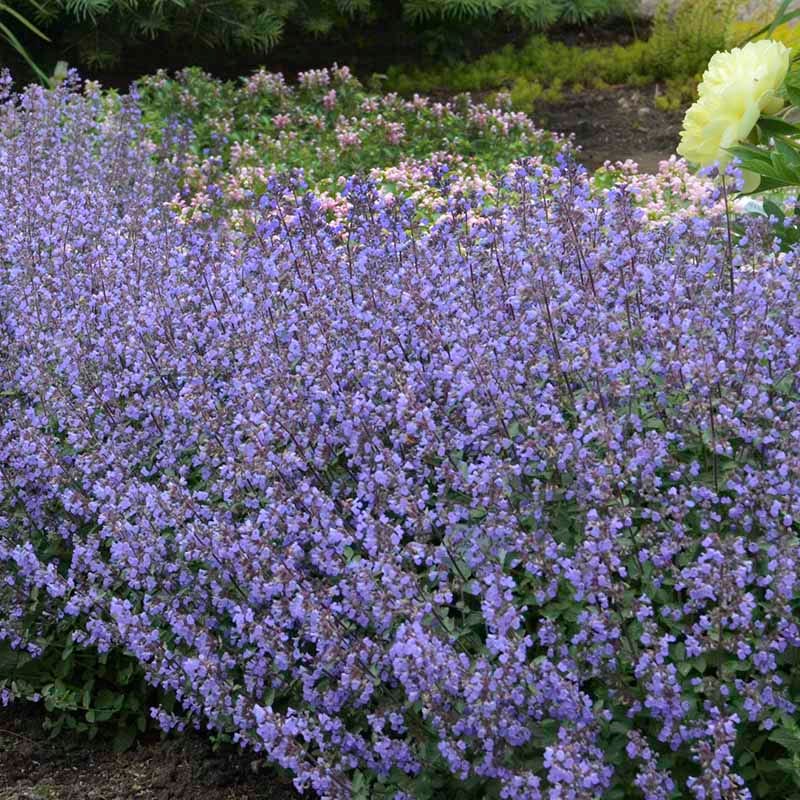 Purrsian Blue Nepeta - Image 3