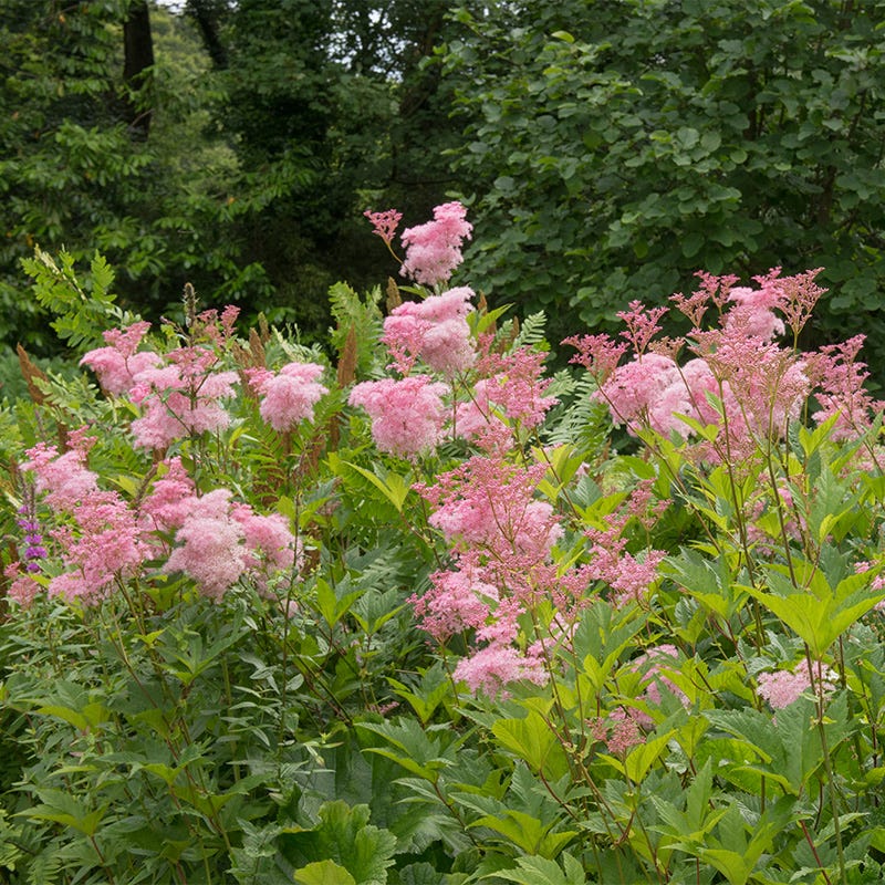 Queen of the Prairie - Image 2