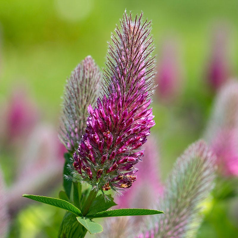 Red Feather Clover - Image 2