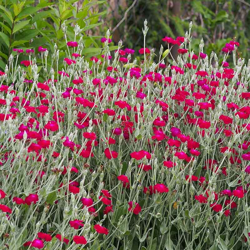 Rose Campion - Image 2