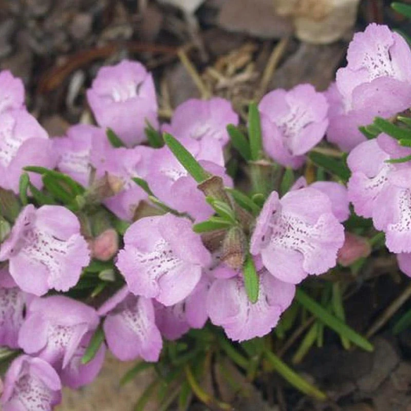 Cumberland Rosemary - Image 2