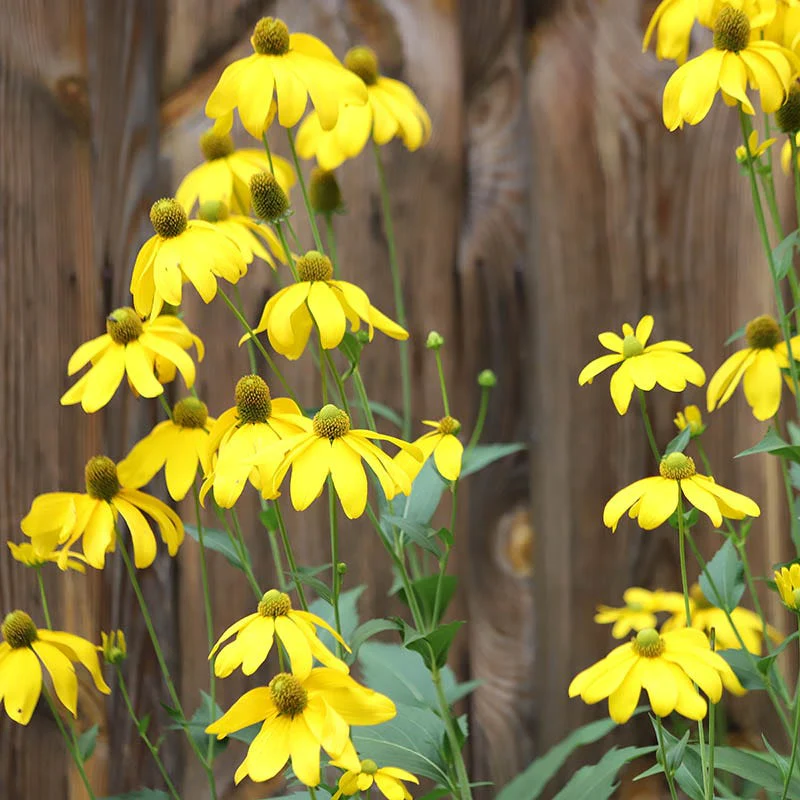Cutleaf Coneflower - Image 3